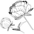 Wildflower peonies flower in a vector style isolated.