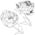 Wildflower peonies flower in a vector style isolated.