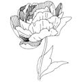 Wildflower peonies flower in a vector style isolated.