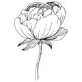 Wildflower peonies flower in a vector style isolated.