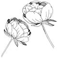 Wildflower peonies flower in a vector style isolated.