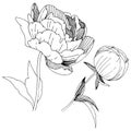 Wildflower peonies flower in a vector style isolated.