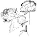 Wildflower peonies flower in a vector style isolated.