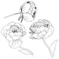 Wildflower peonies flower in a vector style isolated.