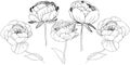 Wildflower peonies flower in a vector style isolated.