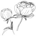 Wildflower peonies flower in a vector style isolated.