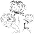 Wildflower peonies flower in a vector style isolated.