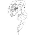 Wildflower peonies flower in a vector style isolated.