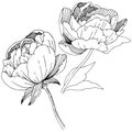 Wildflower peonies flower in a vector style isolated.