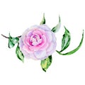 Wildflower peony, camelia flower in a watercolor style isolated. Royalty Free Stock Photo