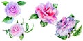 Wildflower peony, camelia flower in a watercolor style isolated. Royalty Free Stock Photo