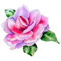 Wildflower peony, camelia flower in a watercolor style isolated. Royalty Free Stock Photo