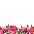 Wildflower peony flower frame in a watercolor style isolated. Royalty Free Stock Photo