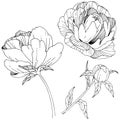 Wildflower peony flower in a vector style isolated. Royalty Free Stock Photo