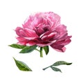 Wildflower peony flower in a watercolor style isolated.