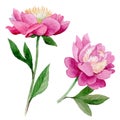 Wildflower peony flower in a watercolor style isolated. Royalty Free Stock Photo