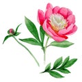 Wildflower peony flower in a watercolor style isolated. Royalty Free Stock Photo