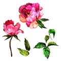 Wildflower peony flower in a watercolor style isolated.