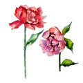 Wildflower peony flower in a watercolor style isolated. Royalty Free Stock Photo