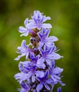 Wildflower Pickerel weed or rush in full bloom in Florida Royalty Free Stock Photo