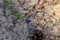 Wildflower and pine cone on the sand in a pine forest Royalty Free Stock Photo