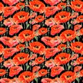 Wildflower poppies flower pattern in a watercolor style.