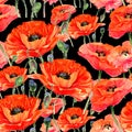 Wildflower poppies flower pattern in a watercolor style.