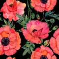 Wildflower poppy flower pattern in a watercolor style. Royalty Free Stock Photo