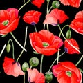 Wildflower poppy flower pattern in a watercolor style. Royalty Free Stock Photo