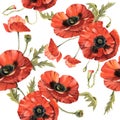 Wildflower poppy flower pattern in a watercolor style isolated. Royalty Free Stock Photo