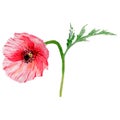 Wildflower poppy flower in a watercolor style isolated.