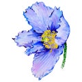 Wildflower poppy flower in a watercolor style isolated.