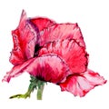 Wildflower poppy flower in a watercolor style isolated.