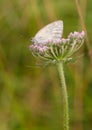 Wild Flower with Iberian Marbled White