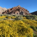 Wildflower in Red Rock Canyon State Park Royalty Free Stock Photo