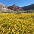 Wildflower in Red Rock Canyon State Park Royalty Free Stock Photo