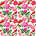 Wildflower rose arkansana flower pattern in a watercolor style isolated. Royalty Free Stock Photo