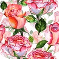 Wildflower rose flower pattern in a watercolor style isolated. Royalty Free Stock Photo