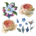 Wildflower rose flower set in a watercolor style isolated.