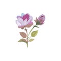 Wildflower rose flower in a vector style isolated.