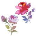 Wildflower rose flower in a vector style isolated.