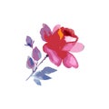 Wildflower rose flower in a vector style isolated.