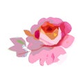 Wildflower rose flower in a vector style isolated.