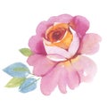 Wildflower rose flower in a watercolor style isolated.