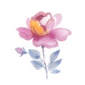 Wildflower rose flower in a watercolor style isolated.