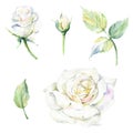 Wildflower rose flower in a watercolor style isolated. Royalty Free Stock Photo