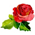 Wildflower rose flower in a watercolor style isolated.