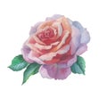 Wildflower rose flower in a watercolor style isolated.