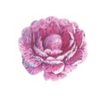 Wildflower rose flower in a watercolor style isolated.