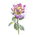 Wildflower rose flower in a watercolor style isolated. Royalty Free Stock Photo